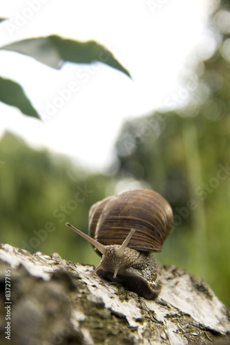 little snail crawling on a tree on a green background