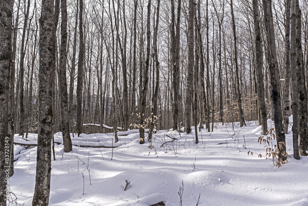 forêt sous la neige pendant l'hiver