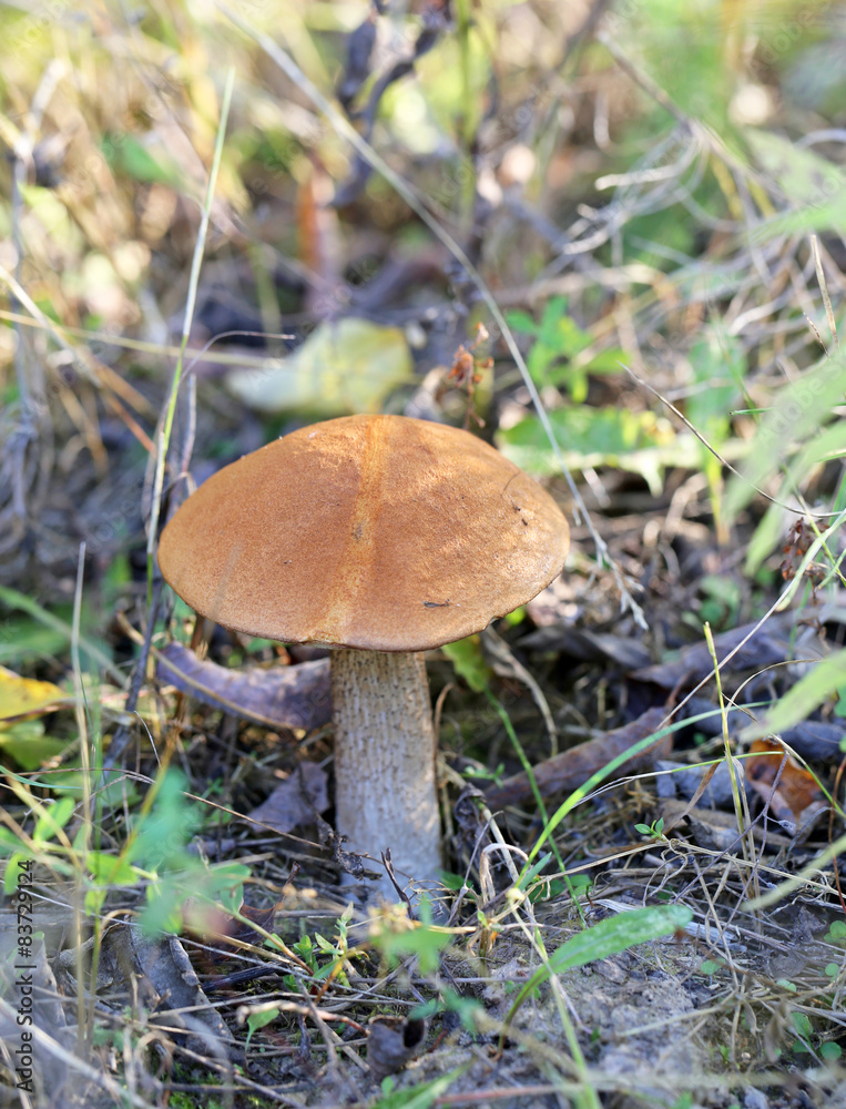 beautiful mushroom boletus beautiful mushroom boletus