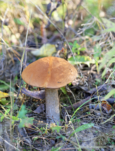 beautiful mushroom boletus