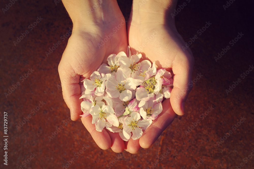 Woman's hands with spring apple blossoms in sunny spring day Woman's hands with spring apple blossoms in sunny spring day