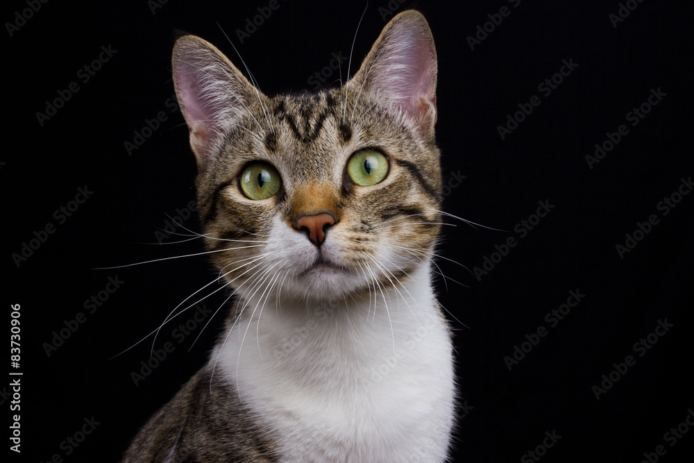 Cat surprised portrait