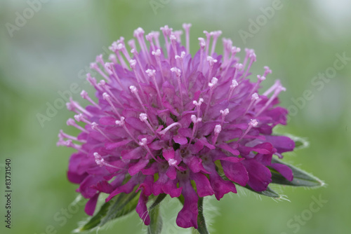 Knautia macedonicain garden