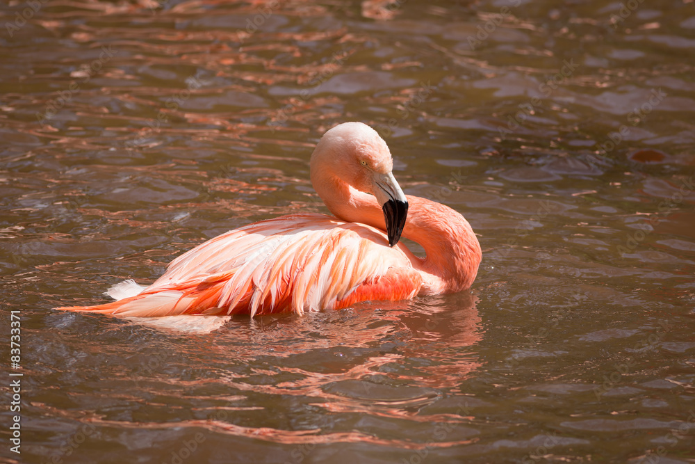 Fototapeta premium Flamingo