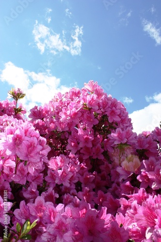 Japanese Azalea 'Königstein' purple violet under blue sky 