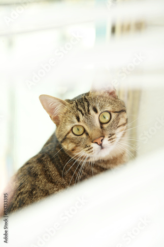 Beautiful shorthair cat © 5second