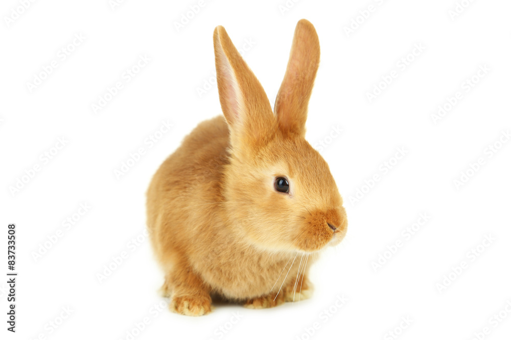 Young red rabbit isolated on white Young red rabbit isolated on white