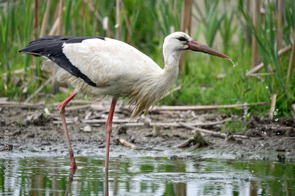 Fototapeta premium Cicogna bianca in palude