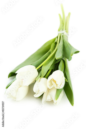 White tulips isolated on white