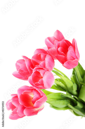 Fototapeta Naklejka Na Ścianę i Meble -  Pink tulips on white background