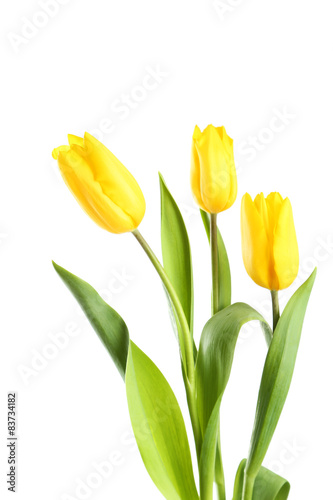 Yellow tulips on white background