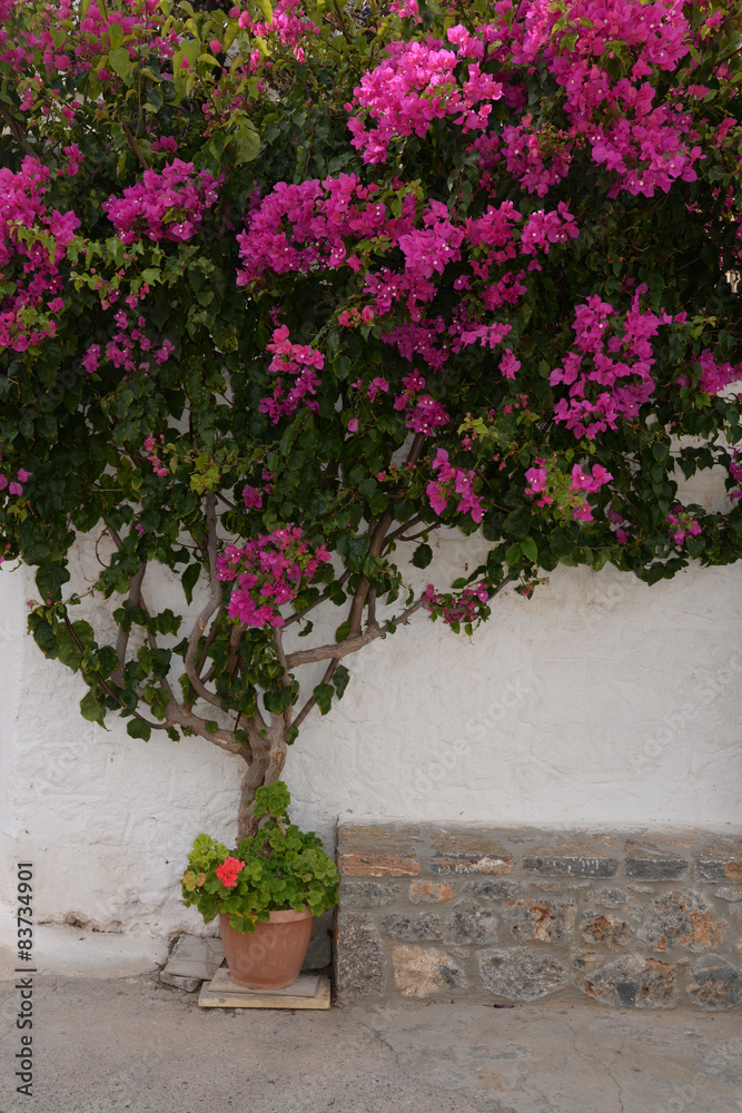 Bougainvillea