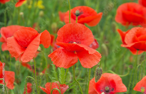 Fototapeta Naklejka Na Ścianę i Meble -  Poppy field