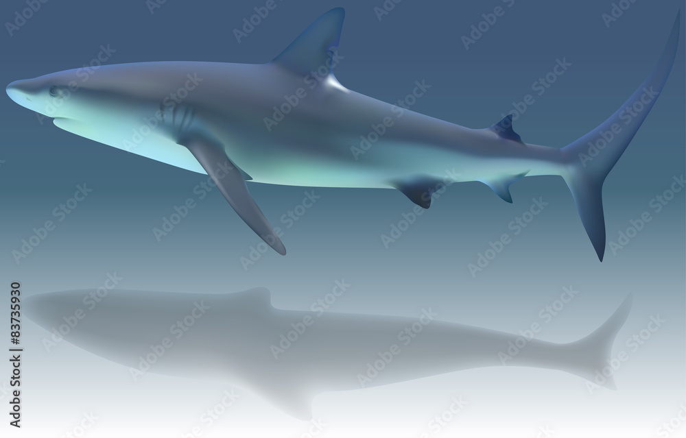 Caribbean Reef Shark -Carcharhinus perezi