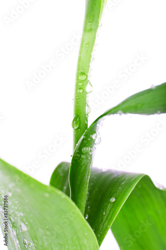 Green leaves with water drops close up