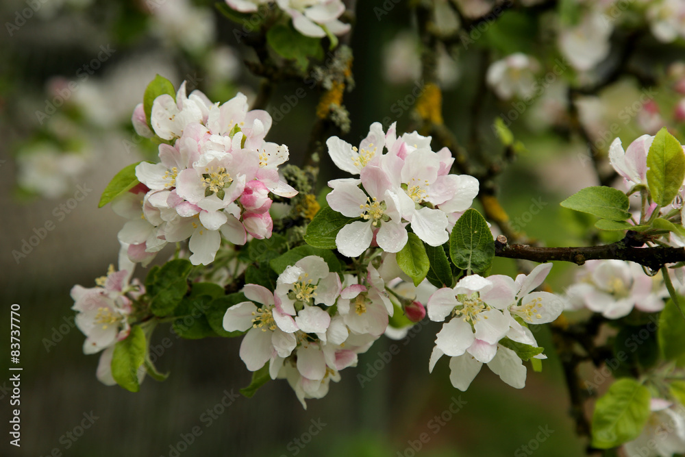 Beautiful blooming apple tree branch