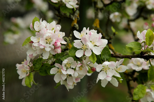 Beautiful blooming apple tree branch