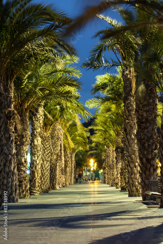 Palm alley at evening