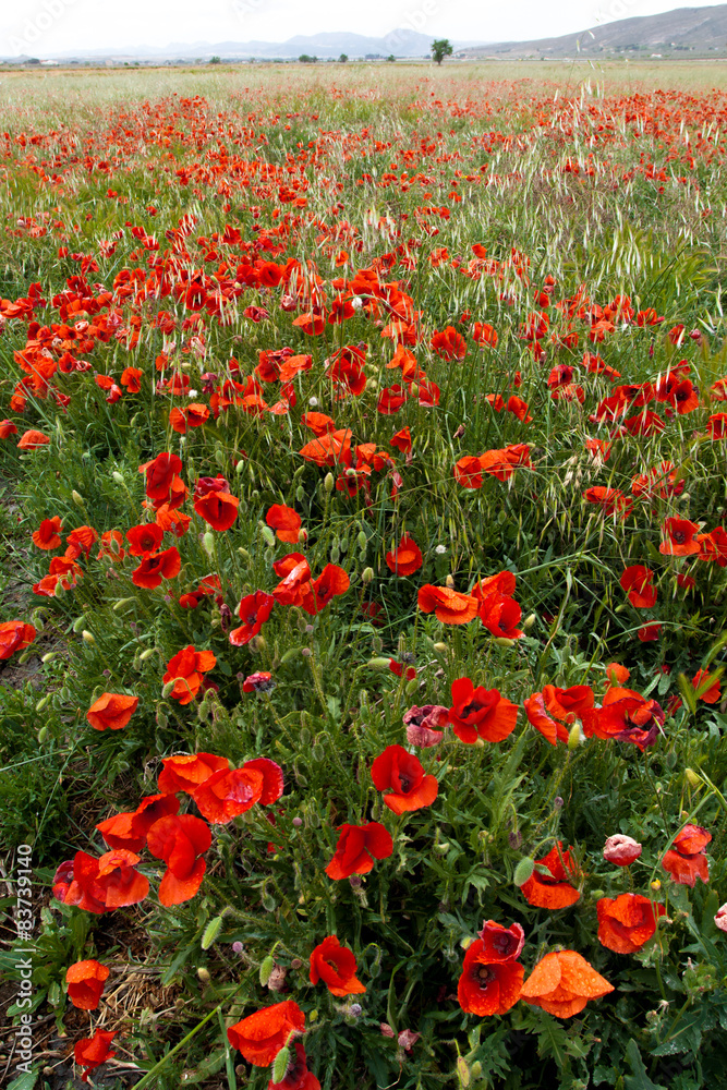 Red poppy flower in nature