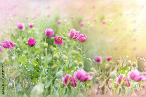 Fototapeta Naklejka Na Ścianę i Meble -  Poppy is used for medical purpose
