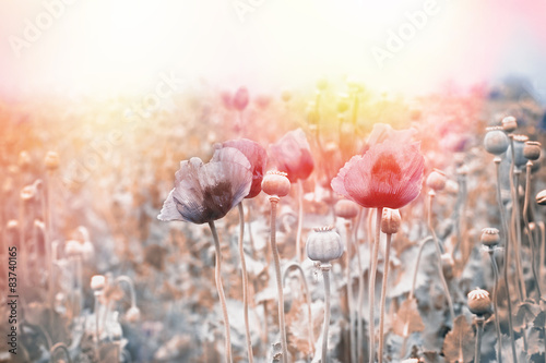 Fototapeta Naklejka Na Ścianę i Meble -  Field of poppy flowers  