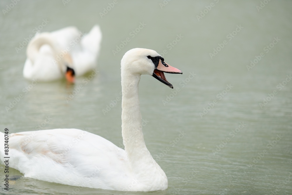 Swan swimming with ducks Swan swimming with ducks