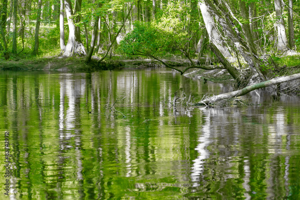 cypress forest and swamp of Congaree National Park in South Caro cypress forest and swamp of Congaree National Park in South Caro