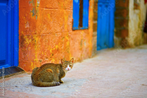 Stray tabby cat on a street of Essaouira