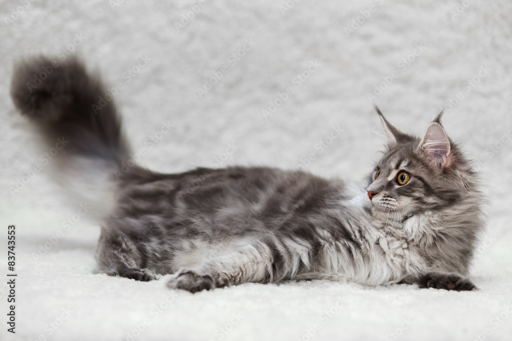 Gray maine coon cat posing on white background Gray maine coon cat posing on white background