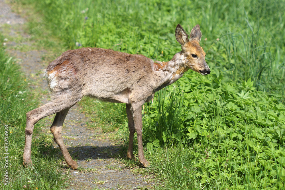 Sick Roe (Capreolus capreolus) after poisoning rape. Sick Roe (Capreolus capreolus) after poisoning rape.