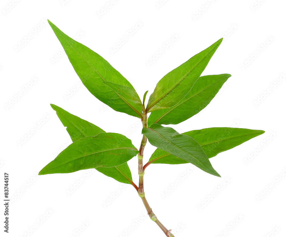 Obraz premium Hot mint, Vietnamese mint isolated on white background