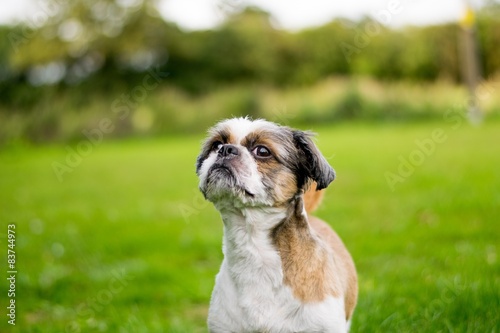 Cute Bichon Frise x Shih Tzu