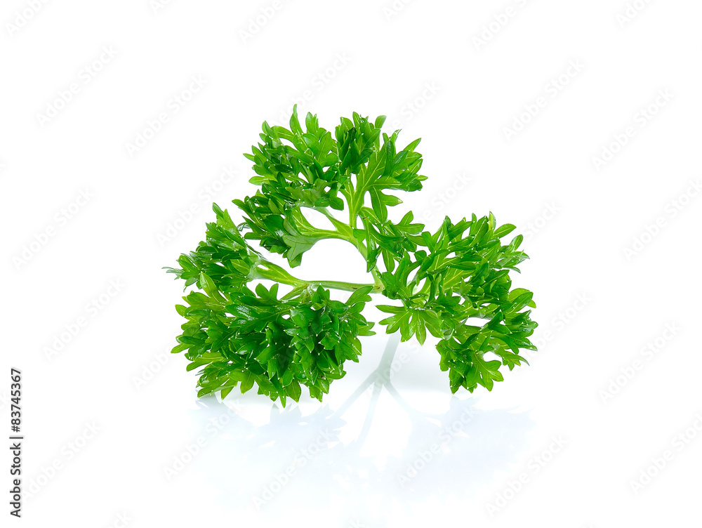 Fototapeta premium parsley isolated on the white background