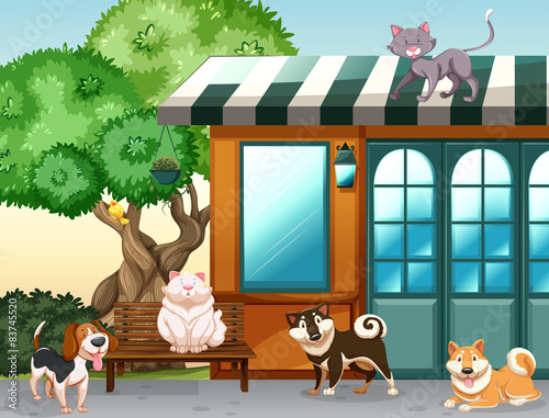 Domestic animals