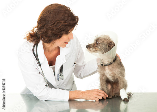 Fototapeta Naklejka Na Ścianę i Meble -  Injured Dog Wearing Cone With Veterinarian