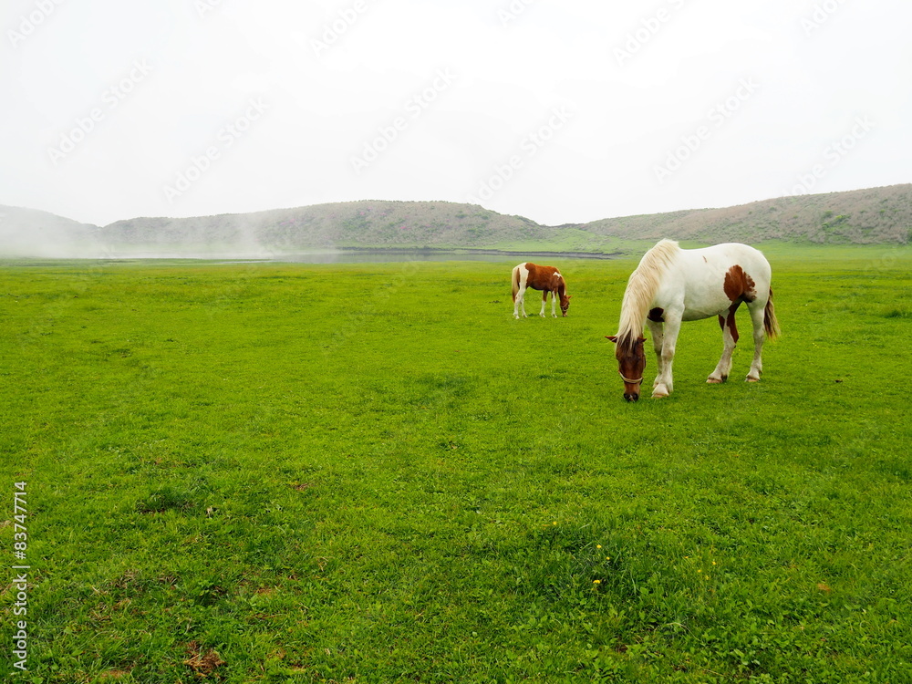 Fototapeta premium 草千里