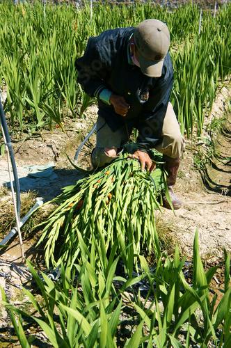 Asian farmer, Vietnamese plantation, gladiolus flower photo