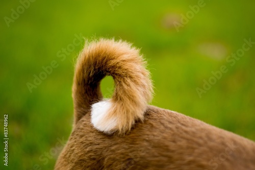 Cute Bichon Frise x Shih Tzu