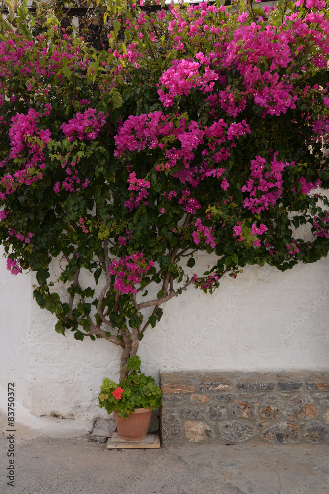 Naklejka premium Bougainvillea