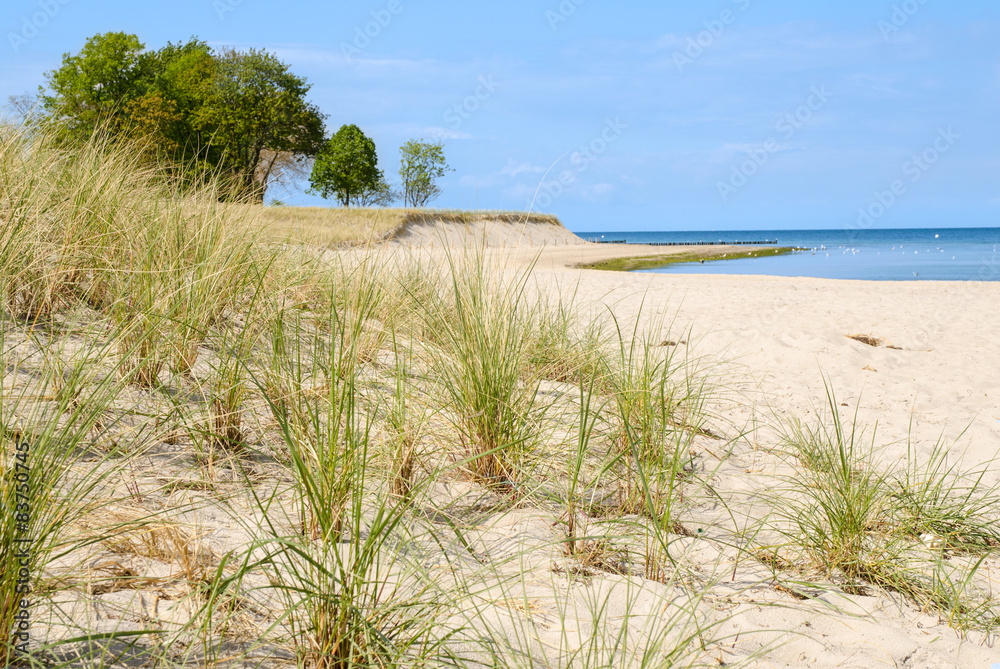 Dune grass on a beach Dune grass on a beach