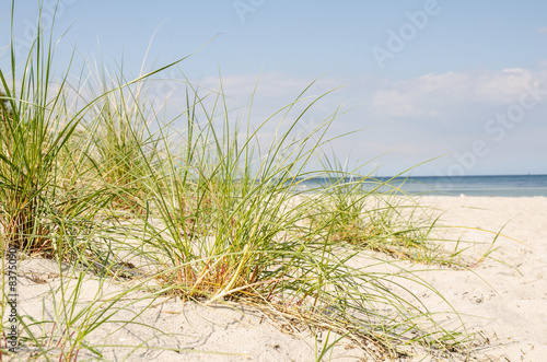 Fototapeta Naklejka Na Ścianę i Meble -  Dune grass on a beach