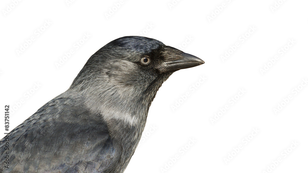 Obraz premium jackdaw
