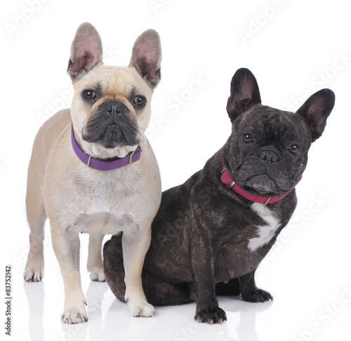 Zwei franz  sische Bulldoggen auf wei  em Hintergrund