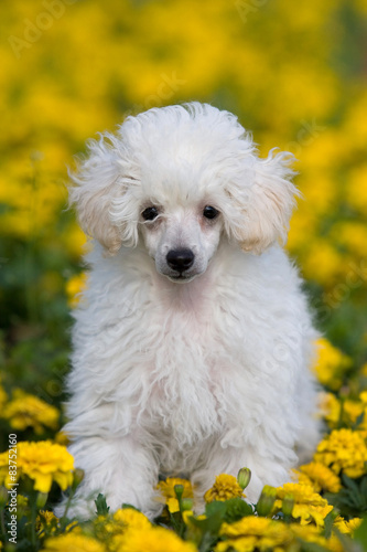 Poodle puppy is in dandelions on a green grass