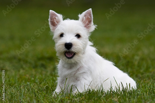 Terrier puppy sitting on the green grass