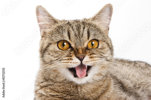 British cat licks his lips and looking at the camera  © Dixi_