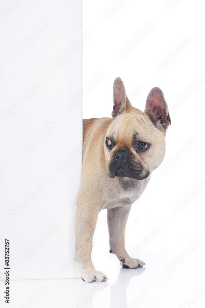 Französische Bulldogge schaut um weiße Wand Französische Bulldogge schaut um weiße Wand