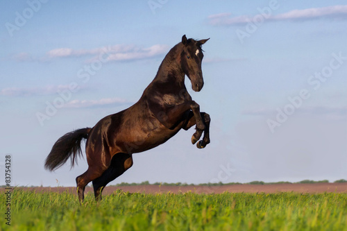 Obraz na plátne Black horse rearing up in the meadow