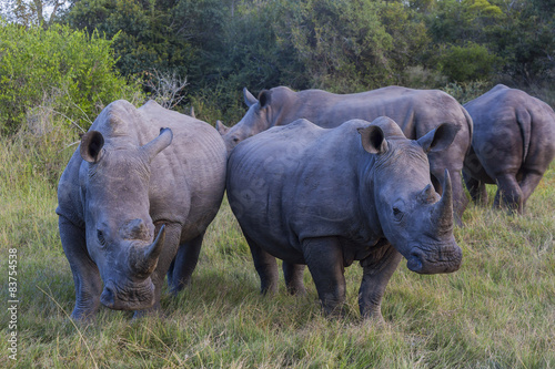 A group of four rhinos