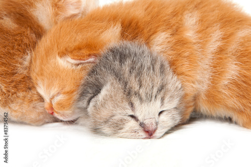 Two newborn kitten (isolated on white)
